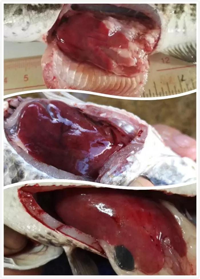 肝脏健康程度高,红润有光泽,保证消化酶和胆汁等正常分泌,利于饲料